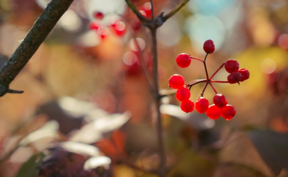 Откровения Луны во Льве 23 ноября 2025 года: что можно и нельзя в День внутреннего суда